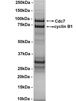 Eurofins DiscoverX CDC7/Cyclin B1 Protein, Active 250 &mu;g | Buy Online | Eurofins DiscoverX | Fisher Scientific